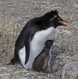 Rockhopper Penguin 